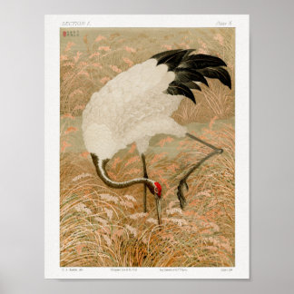 Sarus-Kranich auf einem Reisfeld von G.A. Audsley Poster