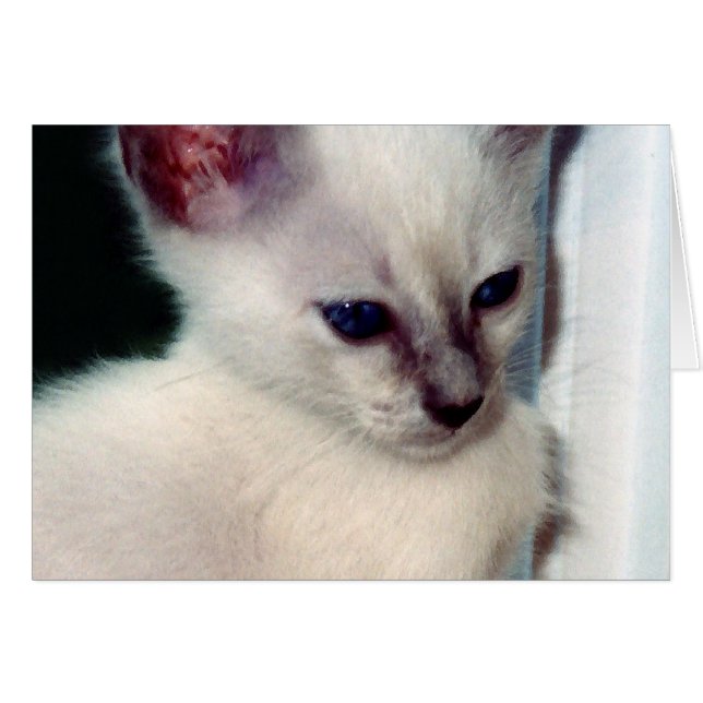 Sasha Kitten Card (Vorderseite (Horizontal))