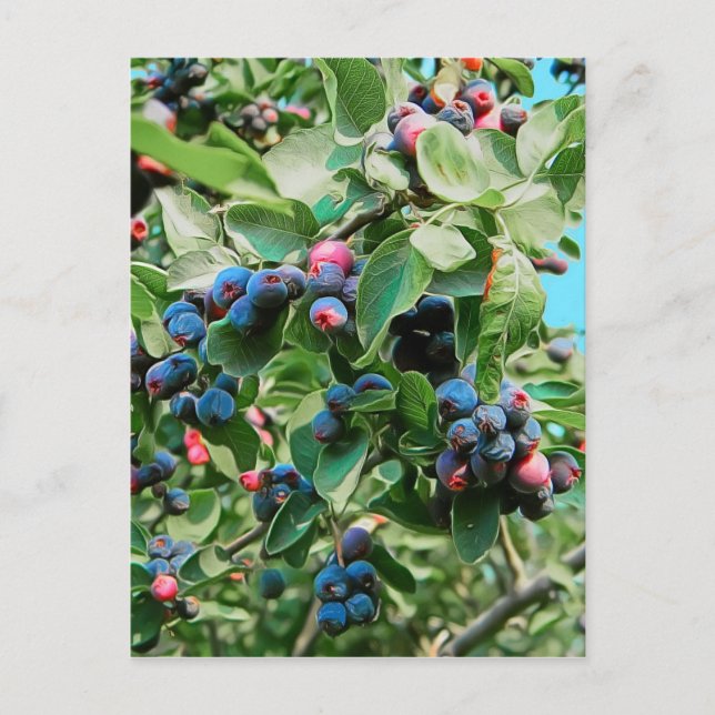 Saskatoon Postkarte (Vorderseite)