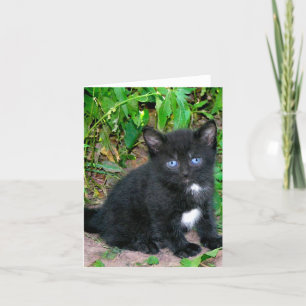 Sassa Note Card Karte