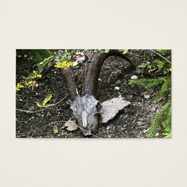 Sassafras (Vorderseite)