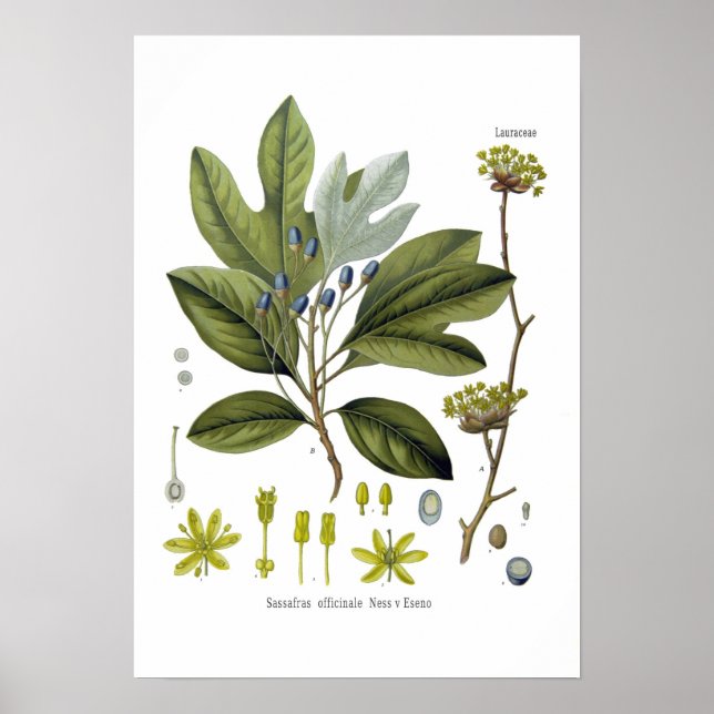Sassafras officinale poster (Vorne)