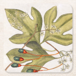 Sassafras Tree Blätter Blume Berries Vintag Art Rechteckiger Pappuntersetzer