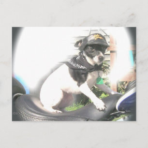 Sassy Biker Rat Terrier Babe Postkarte