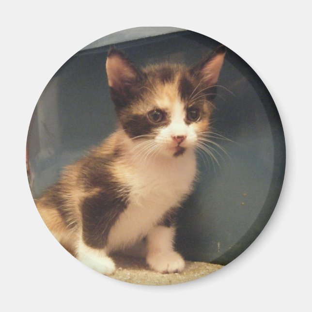 Sassy Calico Kitty Magnet (Vorne)