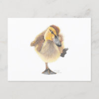Sassy New Zealand Gray Duckling Post Card
