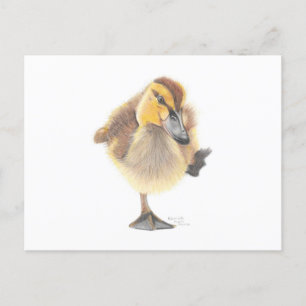 Sassy New Zealand Gray Duckling Post Card Postkarte