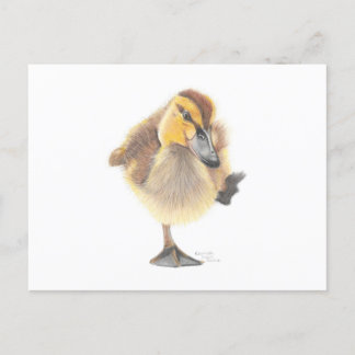 Sassy New Zealand Gray Duckling Post Card Postkarte
