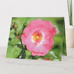 Sassy Pink Rose Vielen Dank Dankeskarte