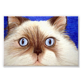 Sassy the Himalayan Cat 5 x 7 Foto Print