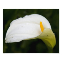 Satin-Foto-Erweiterung der weißen Blume