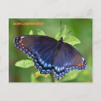 SATIN LUMINESCENCE
