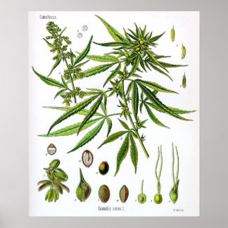 Sativa Pflanze Vintag Botany Zeichnend Poster