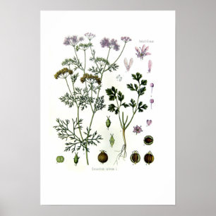Sativum coriandrum poster