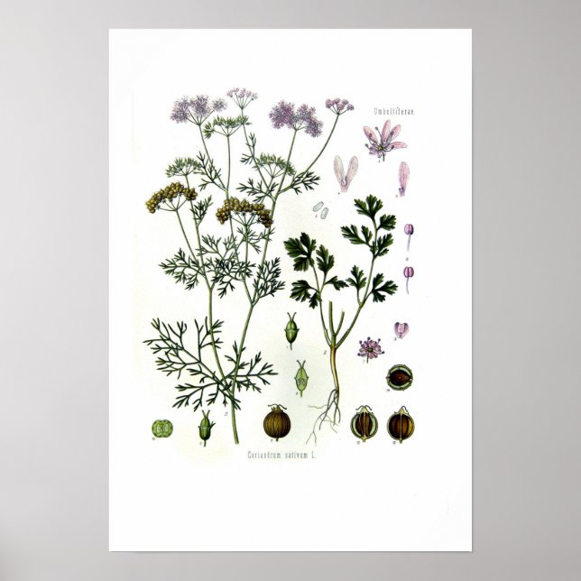 Sativum coriandrum poster (Vorne)