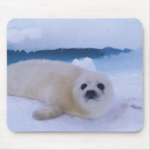 Sattelrobbe Nordamerika, Kanada, Québec Mousepad