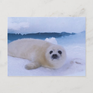 Sattelrobbe Nordamerika, Kanada, Quebec Postkarte