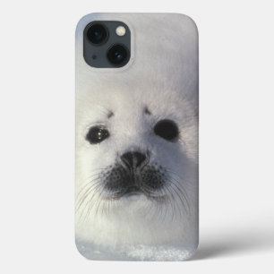 Sattelrobbe Phoca groenlandica) Eine Woche alte Sa iPhone 13 Hülle