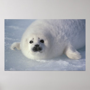 Sattelrobbe Phoca groenlandica) Eine Woche alte Sa Poster