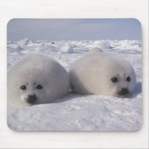 Sattelrobbe (Phoca groenlandica) Sattelrobben-Jung Mousepad