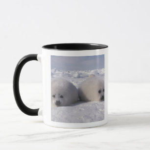 Sattelrobbe (Phoca groenlandica) Sattelrobben-Jung Tasse