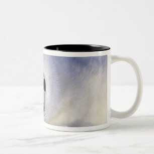Sattelrobbenjunges Eis Golf von St. Lawrence, Zweifarbige Tasse