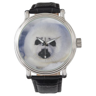 Sattelrobbenjungtier Eis Golf von St. Lawrence, Armbanduhr