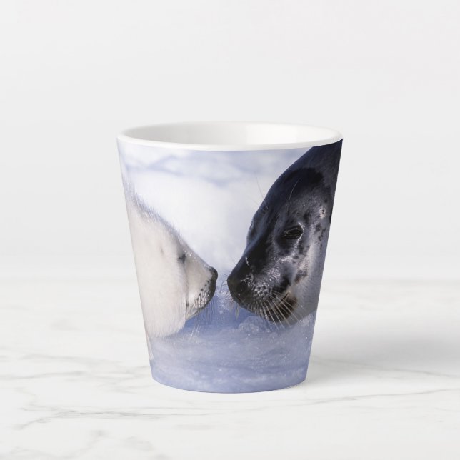 Sattelrobbenmutter mit Jungtier Milchtasse (Vorderseite)
