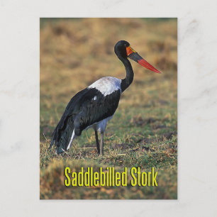 Sattelstorch Postkarte