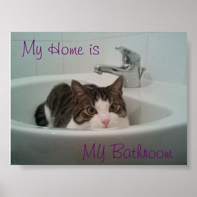 Saubere Katze Poster (Vorne)