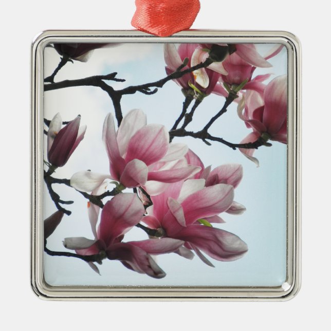 Saucer Magnolia Tulip Blume Foto Ornament Aus Metall (Vorne)