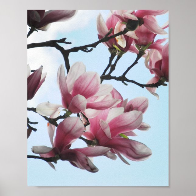 Saucer Magnolia Tulip Tree Pink White Blume Poster (Vorne)