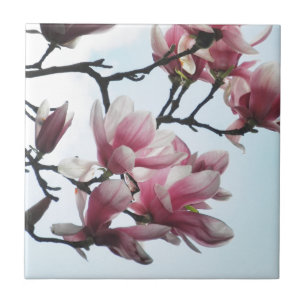 Saucer-Magnolien-Tulpe-Baum-Blumen-Foto Fliese
