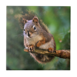 Saucy Red Eichhörnchen in der Tanne Fliese