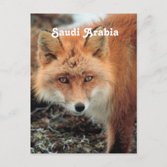 Saudi Arabian Fox Postkarte (Vorderseite)