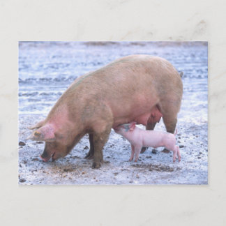 Sauen und Ferkel Postkarte