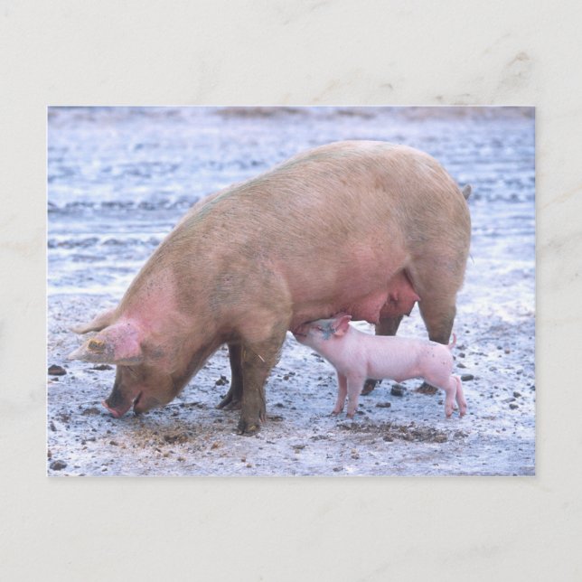 Sauen und Ferkel Postkarte (Vorderseite)