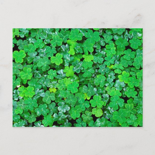 Sauerklee im Frühling Postkarte (Vorderseite)