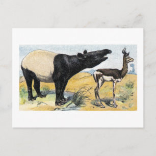 Säugetiere: Tapir & Gazelle Postkarte