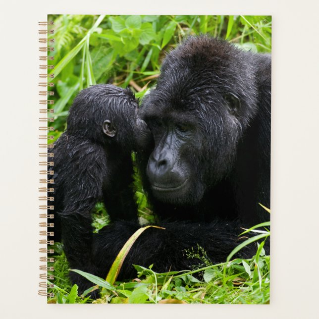 Säugling Gorilla Kisses Silverback Gorilla Planer (Vorderseite)