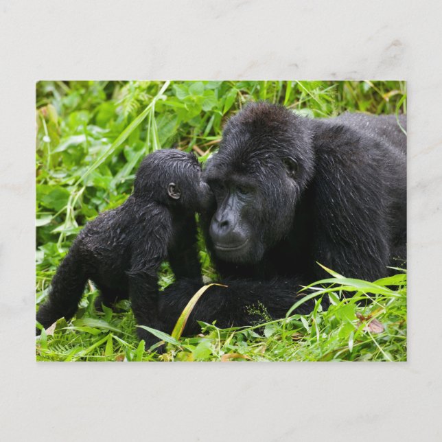 Säugling Gorilla Kisses Silverback Gorilla Postkarte (Vorderseite)