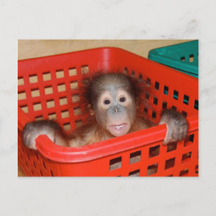 Säugling Orangutan in Kinderzimmer Postkarte