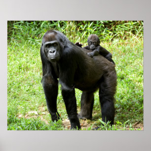 Säuglings-Tiefland-Gorilla auf der Rückseite der Poster