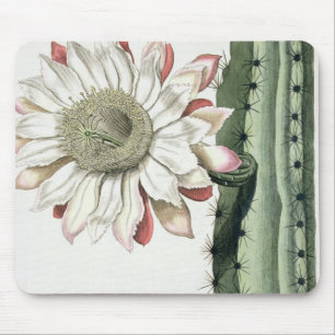 Säulenkaktus Erectus Altissimus Syrinamensis von Mousepad