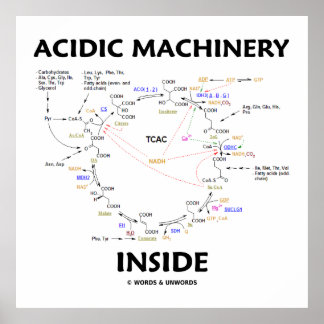 saure Maschine im Inneren (Krebs-Citratzyklus) Poster