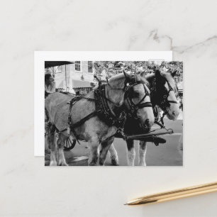 Savannah Arbeitspferde Postkarte