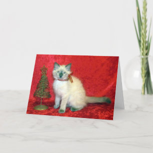 Savannah-Balinese Kitten - Katze / Kitten Weihnach Feiertagskarte