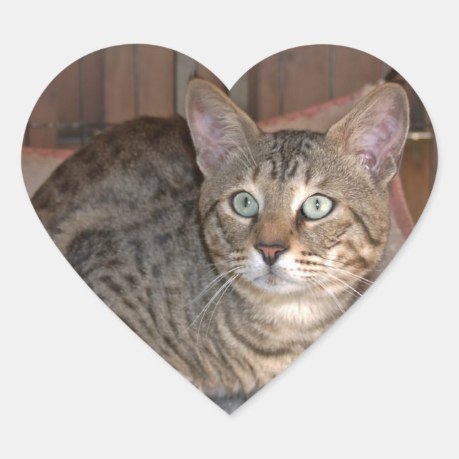 Savannah Cat Heart Sticker (Vorderseite)