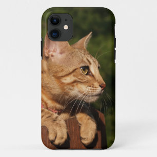 Savannah Cat iPhone 5 Case-Mate iPhone Hülle