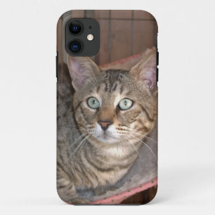 Savannah Cat iPhone 5 Case-Mate iPhone Hülle